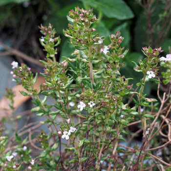 Flowering thyme with small white flowers