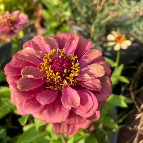 Pink zinnia (Zinnia elegans) in full bloom