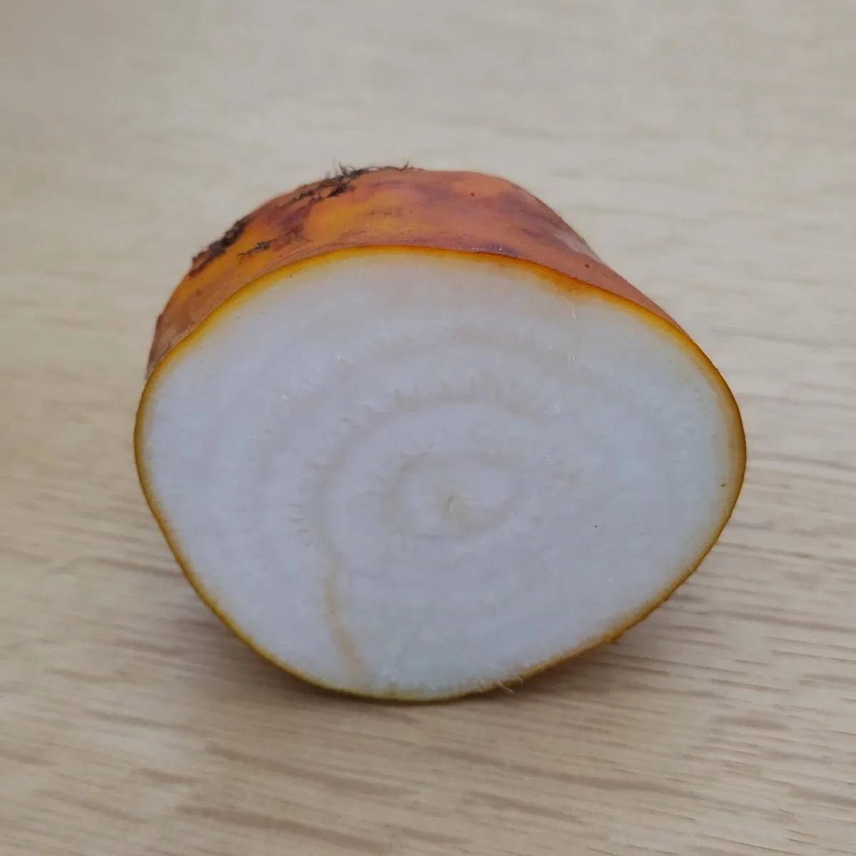 Runkelrübe / Futterrübe 'Brigadier' (Beta vulgaris var. rapacea) Samen