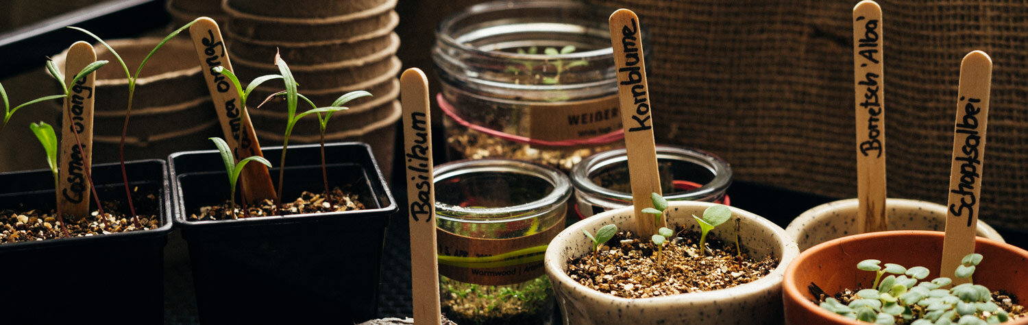 First seedlings on the windowsill