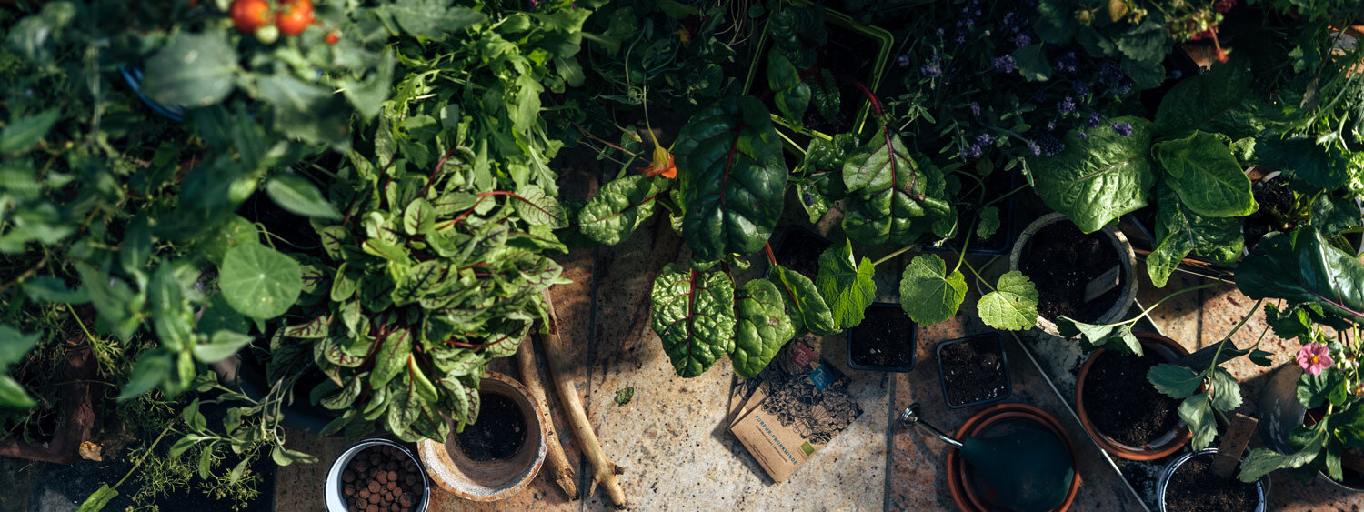 Urban wilderness on the balcony: a green jungle in pots