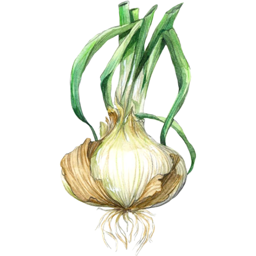 Onions