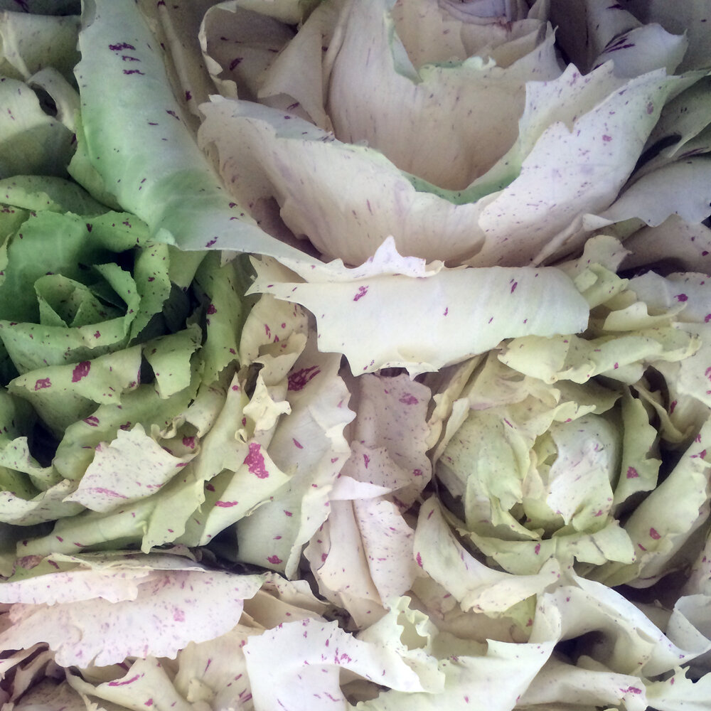 Radicchio 'Variegata di Castelfranco' with pale green leaves and red speckles