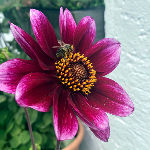Dahlia with a purple-red flower and a bee collecting pollen