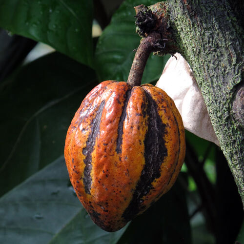 Ripe orange cocoa pod on the trunk of a cacao tree