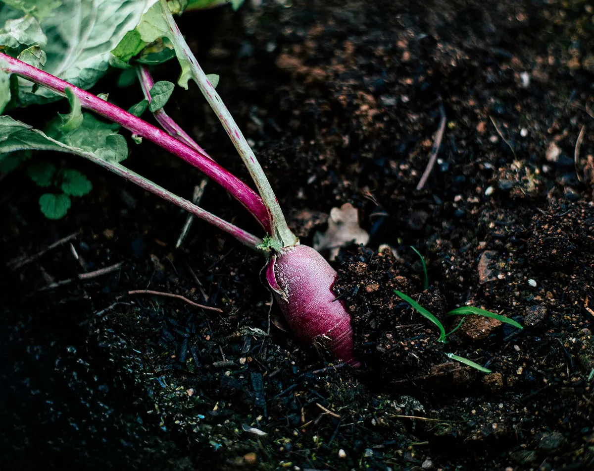 Heirloom Vegetables