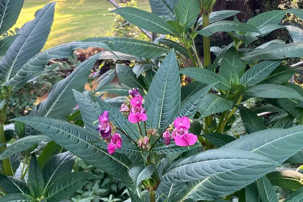Himalayan balsam in flower