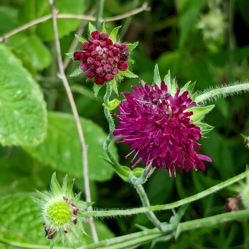 Sweet scabious (Scabiosa atropurpurea) with a wine-red flower and bud