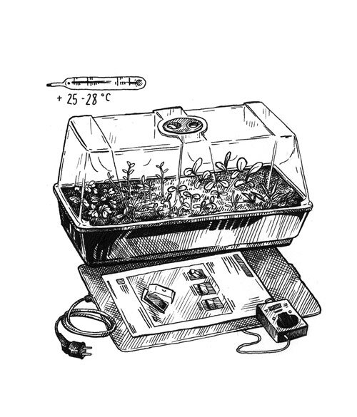 Drawing: seedlings in a mini greenhouse on a heat mat with thermostat at +25 to 28 °C