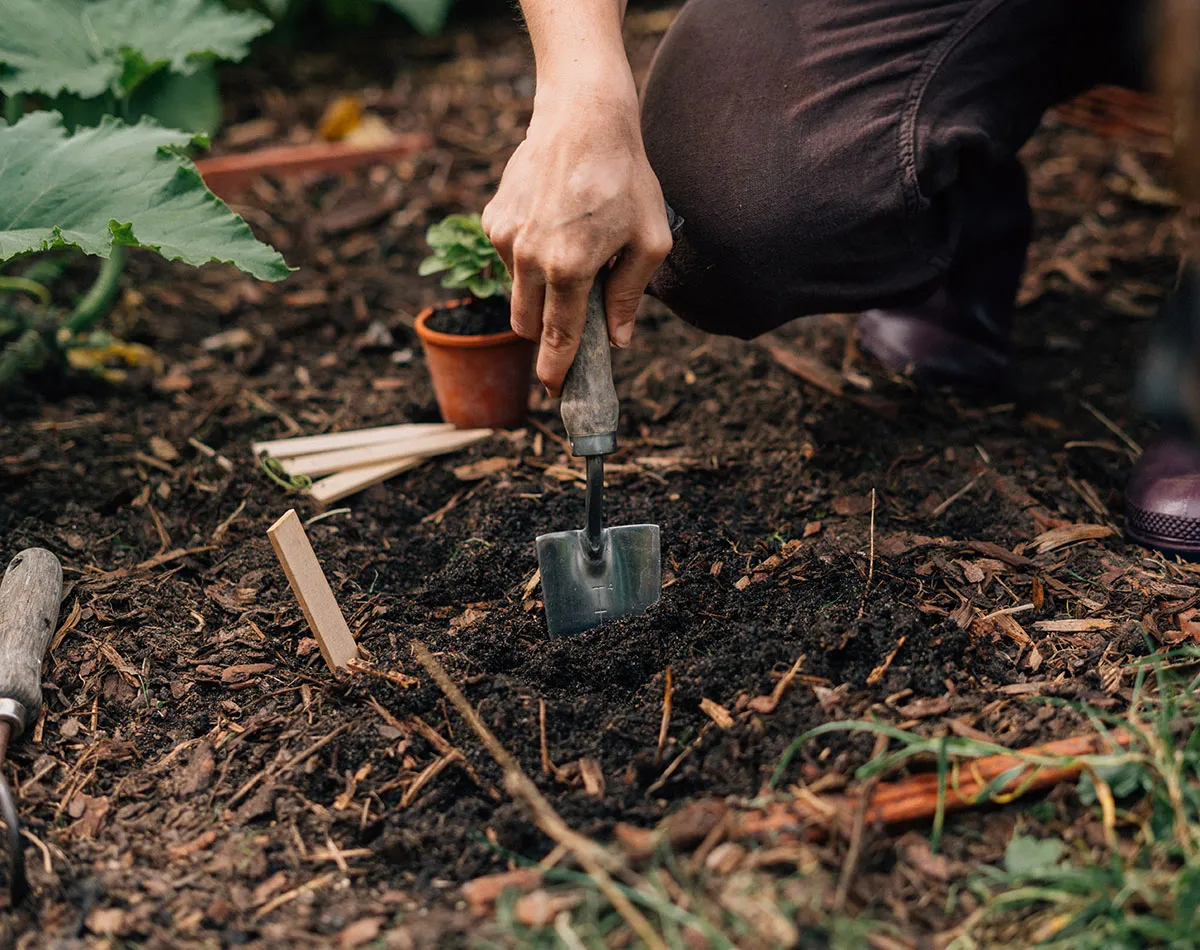 Sowing seeds that need cold to germinate outdoors
