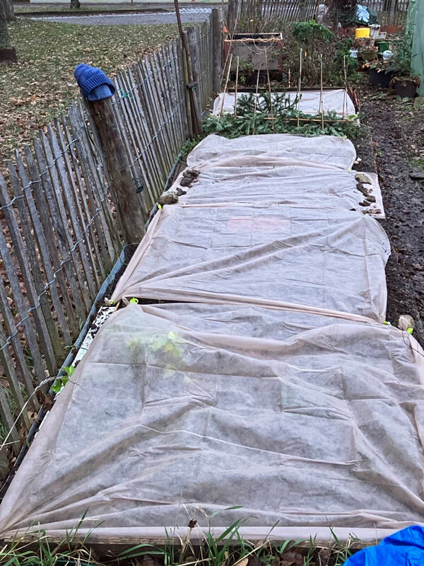 Garden beds covered with horticultural fleece to protect against late frost