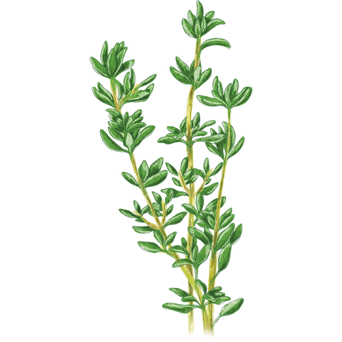 Thyme Varieties