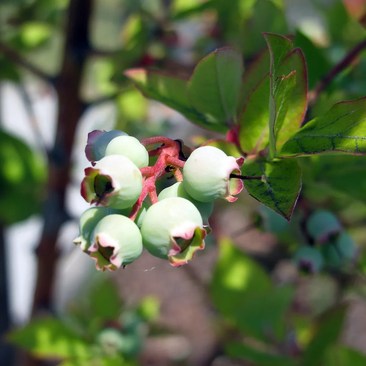 Kulturheidelbeere (Vaccinium corymbosum) Samen