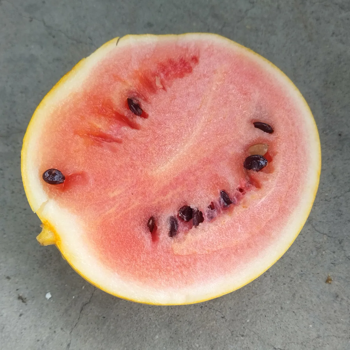 Gelbe Wassermelone 'Golden Midget' (Citrullus lanatus) Samen
