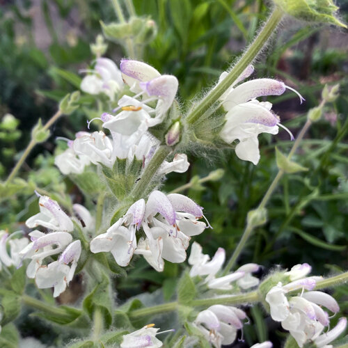 White, hairy flowers of silver sage (Salvia argentea)