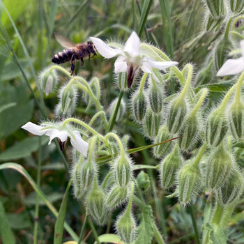 White borage 'Alba' (Borago officinalis) with a bee approaching