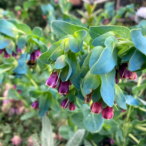 Honeywort (Cerinthe major) with purple bell flowers and blue-green leaves