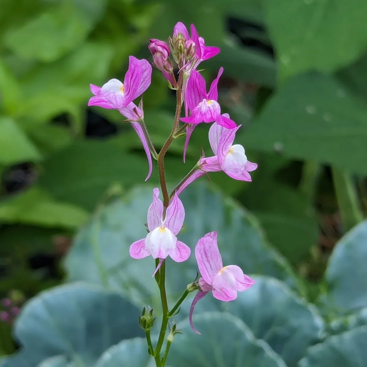 Marokkanisches Leinkraut (Linaria maroccana) Samen