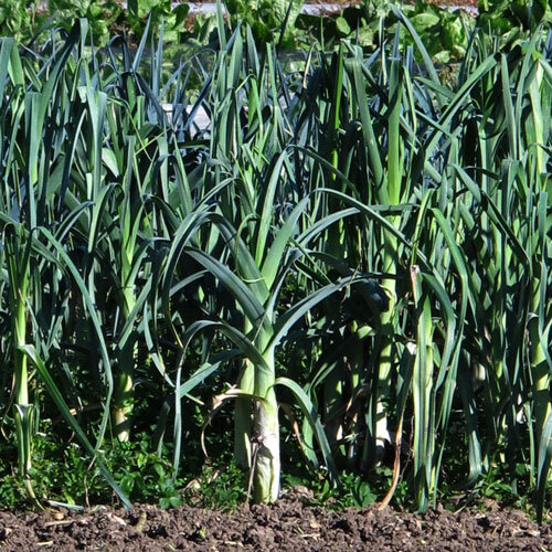 Leek 'Blaugrüner Winter' growing in a row in the vegetable bed