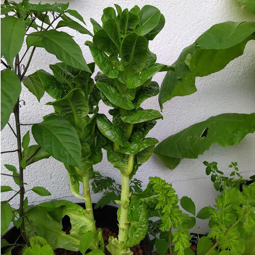 Celtuce with a thick stem and a tuft of leaves in a container