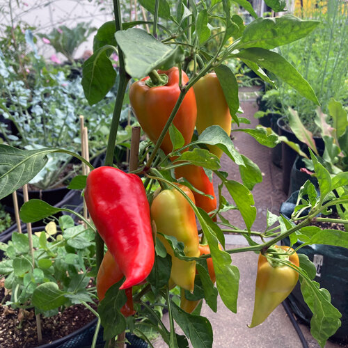 Pointed pepper plant with red and yellowish orange fruits in a pot