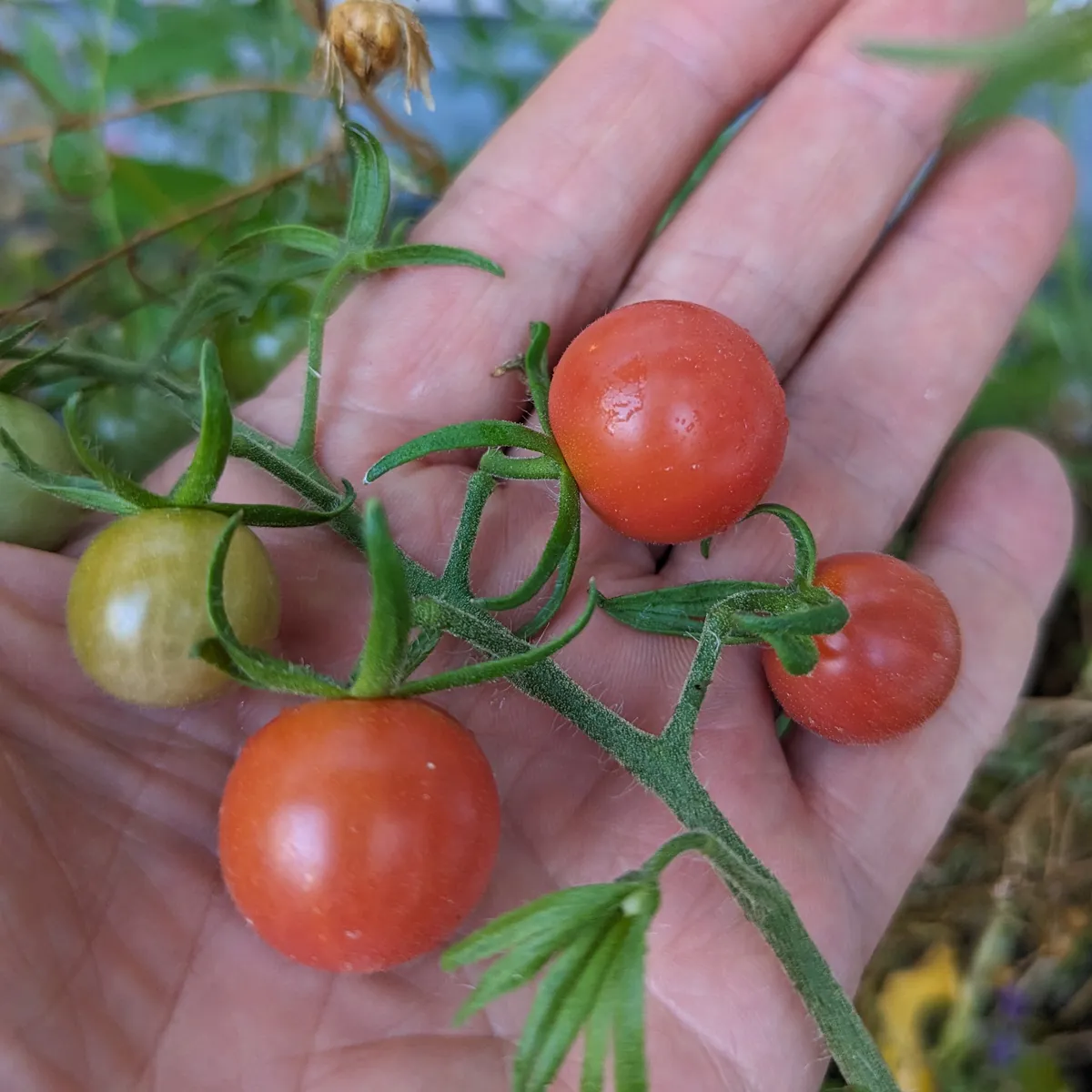 Pinkfarbene Wildtomate (Solanum pimpinellifolium) Samen