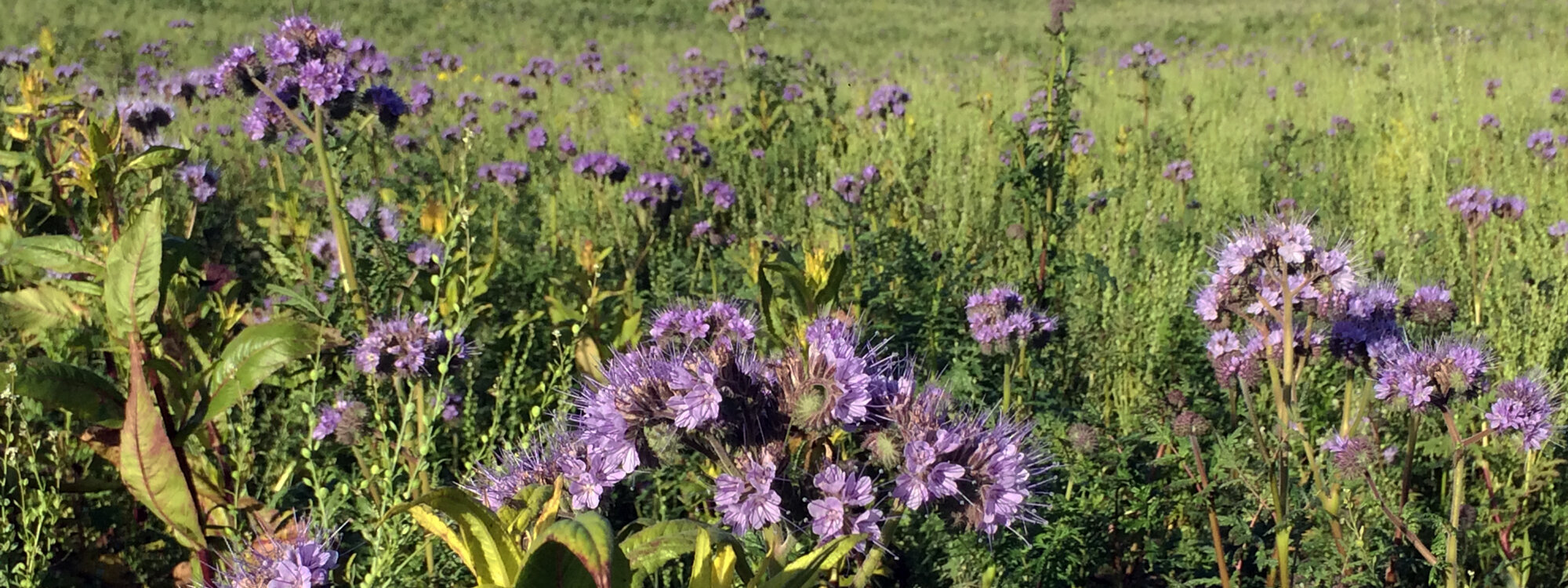Green manure with phacelia