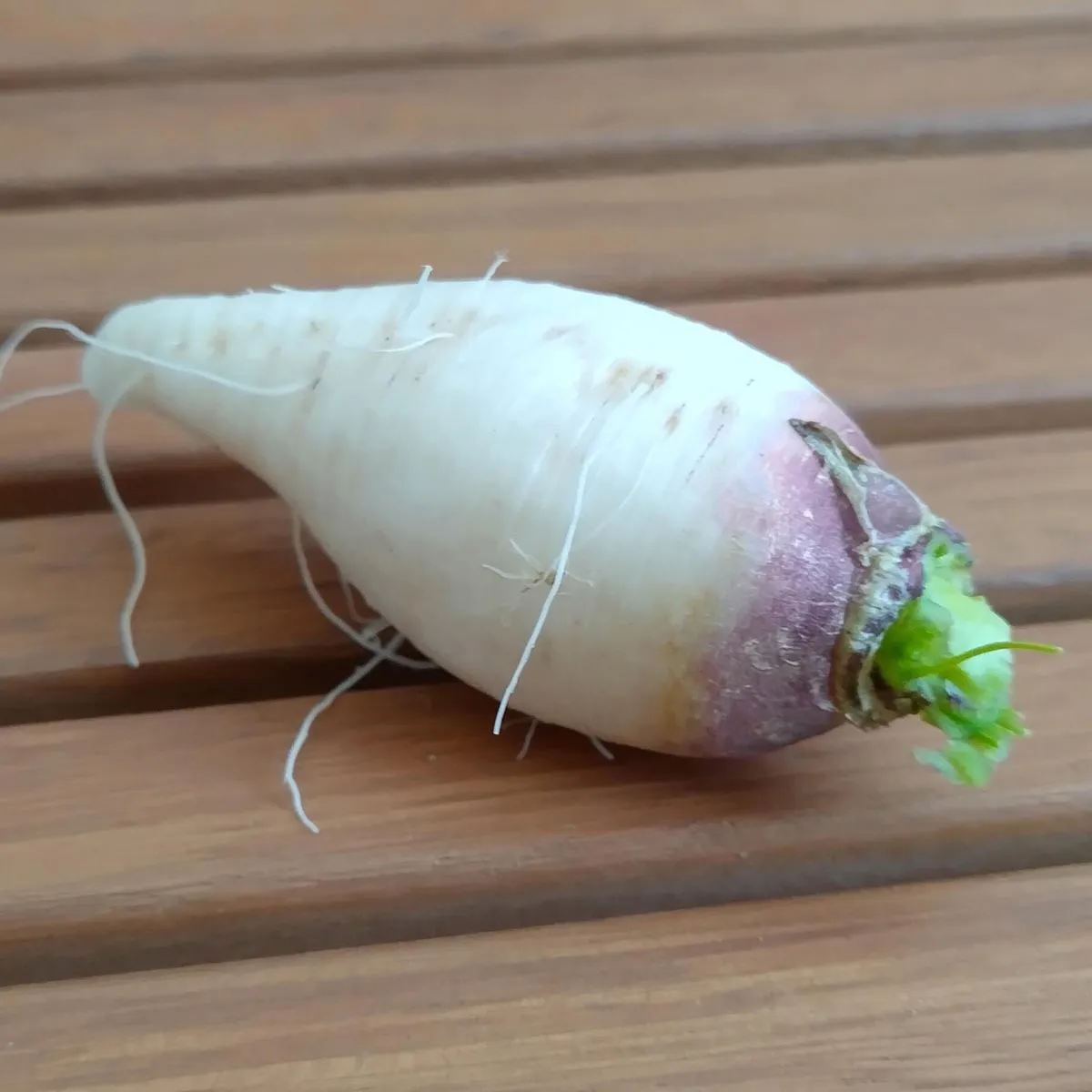 Rettich 'Münchner Bier' (Raphanus sativus) Samen