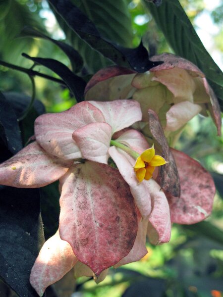 Tropical Plant Seeds