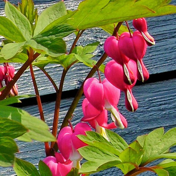 Herbs of Love & Aphrodisiac Plants