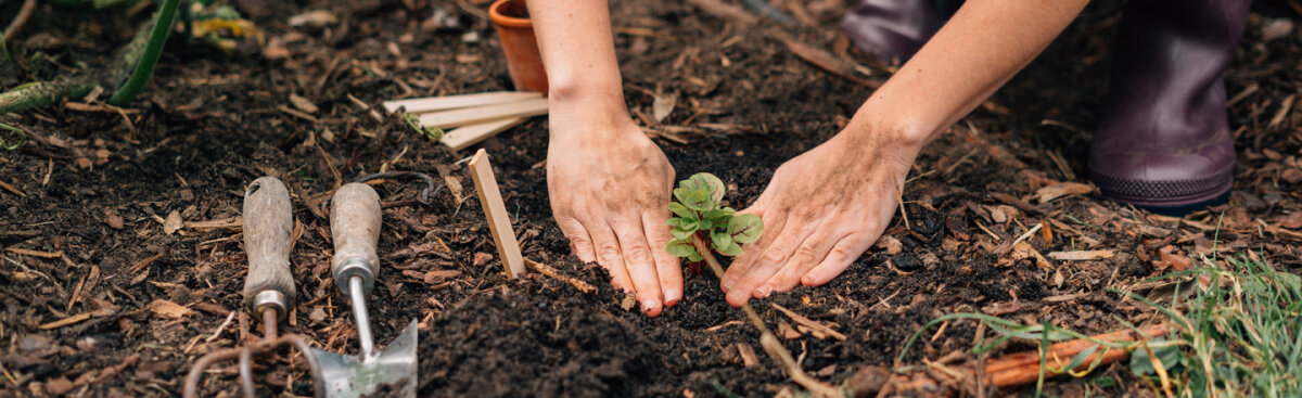 Welcome to Magic Garden Seeds – where seeds tell stories - Welcome to Magic Garden Seeds – where seeds tell stories - Our company philosophy in brief