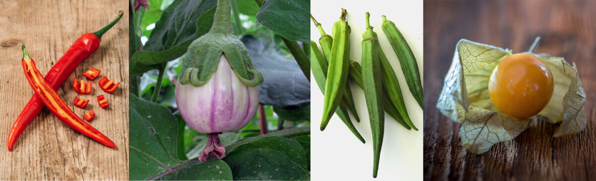 Sow chillies &amp; co. from January onwards - Our guide to starting tropical crops – how chillies, aubergines &amp; co. can flourish in Central Europe