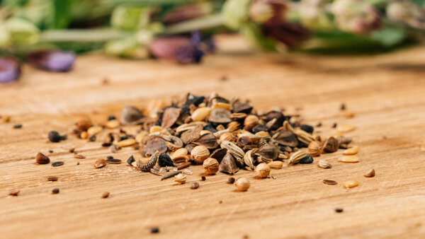 Our seed range - Magic Garden Seeds – Our seed range