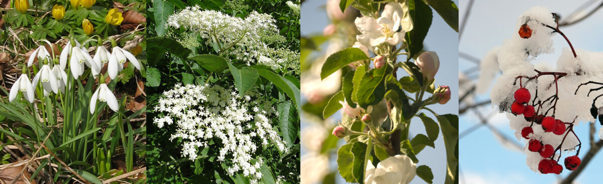 Gardening in rhythm with nature – the phenology calendar - Gardening in rhythm with nature – the phenology calendar as a natural gardening aid