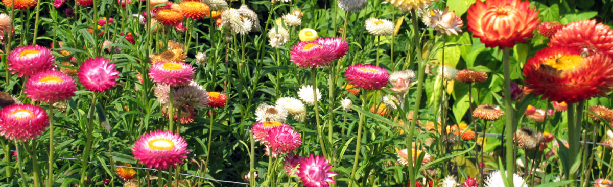 Wild &amp; romantic: summer flowers for natural gardens - Wild &amp; romantic: summer flowers for natural gardens