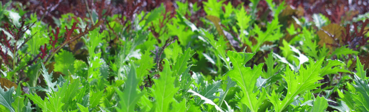 From Asian greens to winter lettuce: the salad leaves your garden needs - From Asian greens to winter lettuce: the salad leaves your garden needs
