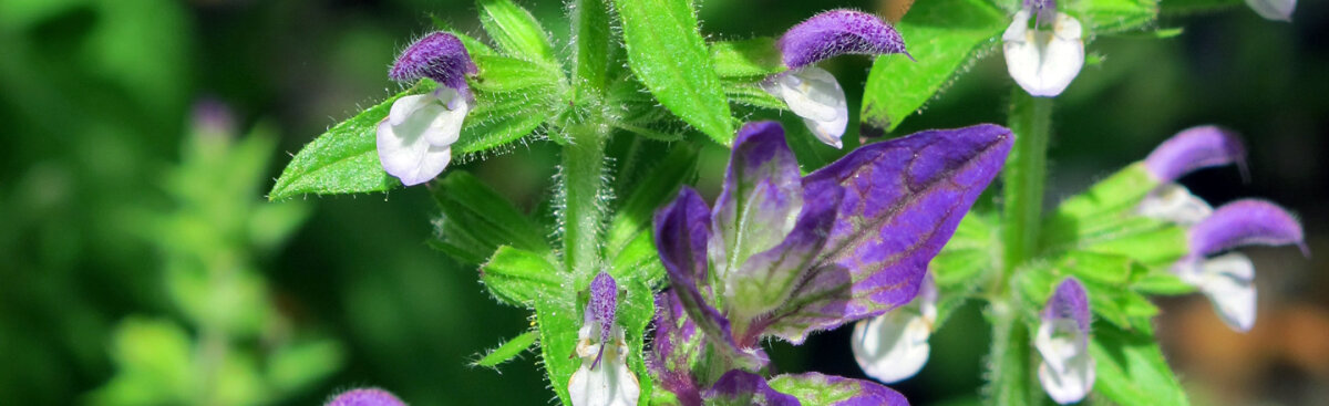 Healing, fragrant, magical – the diverse world of salvias - Healing, fragrant, magical – the diverse world of salvias