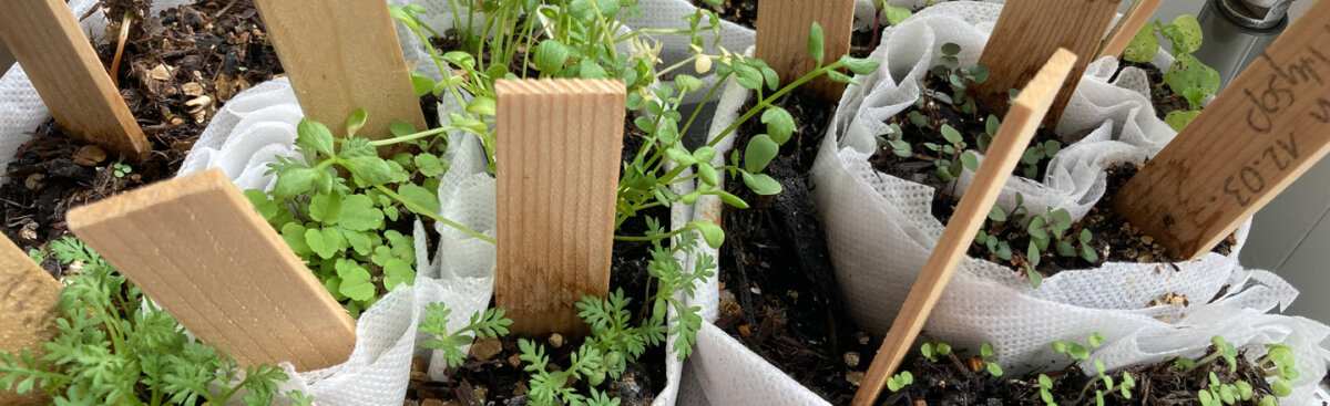 Starting seeds indoors: how to grow strong young plants for your garden - Starting seeds indoors: how to grow strong young plants for your garden