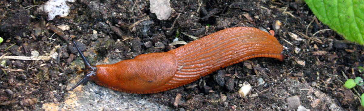 Snails in your garden? These plants leave them cold - Snails in your garden? These plants leave them cold