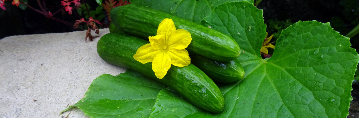 What makes home-grown cucumbers taste bitter? - What makes cucumbers bitter? Why it happens - and what to do about it