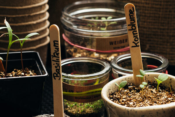 Stronger seedlings – 7 tips for growing strong young plants from seed - Stronger seedlings – 7 tips for growing strong young plants from seed