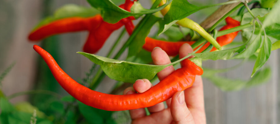 Getting chillies and peppers off to a flying start - Starting peppers and chillies indoors: your guide to a bumper harvest