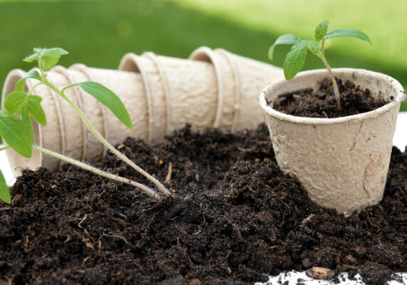 Pricking out your March sowings – the how, when and why - Pricking out your March sowings – the how, when and why