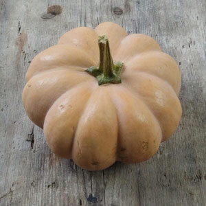 Pumpkin 'Musquée de Provence' (Cucurbita moschata)