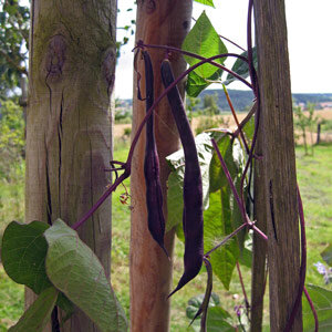 Pole Bean 'A Cosse Violette' (Phaseolus vulgaris) 
