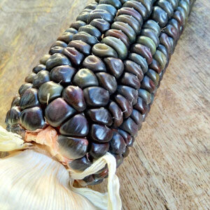 Oaxacan Green Dent Corn Maize (Zea mays)