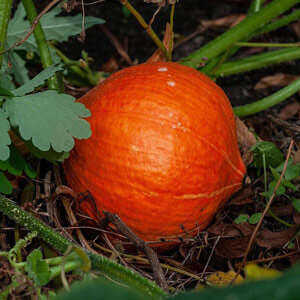 Hokkaido Squash 'Red Kuri' (Cucurbita maxima) 