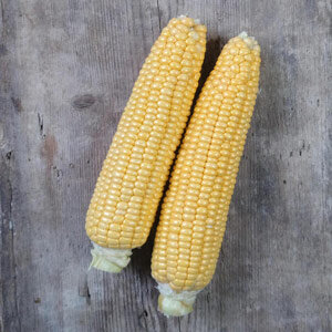 Golden Bantam Maize (Zea mays)