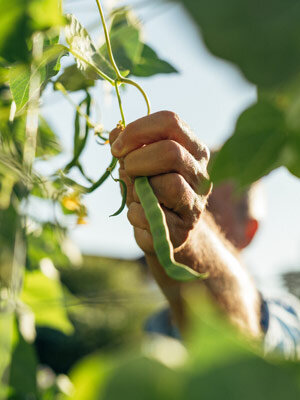 Harvesting beans