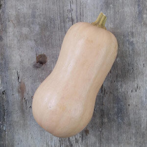 Butternut Squash 'Ponca' (Cucurbita moschata)